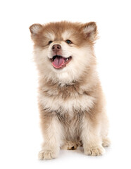 Fototapeta premium puppy Finnish Lapphund in studio