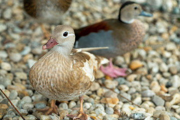 Pair of mandarin ducks
