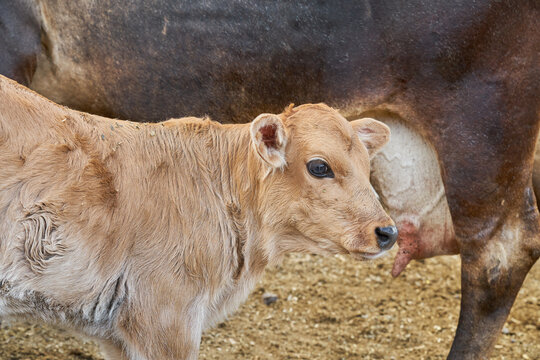 Calf feeding from its mother's udder rural farm concept