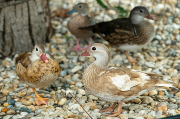 Group of mandarin ducks on the farm