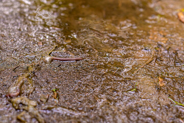 Close-up of wet clay soil with puddles after rain. Small leaves on wet ground.