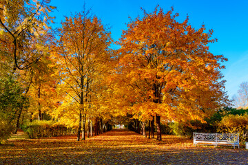 Alley of maple trees in autumn in Alexander park, Pushkin, Saint Petersburg, Russia