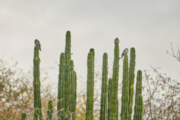 birds on top of a cactus basking in the sun