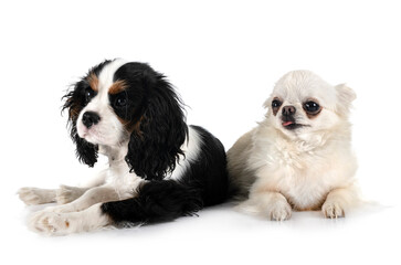 puppy cavalier king charles and chihuahua