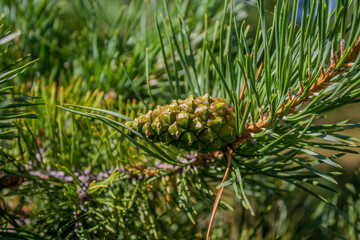 Green pine cone hanging on fir needles branch 