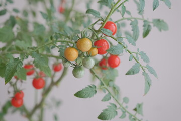 growing cherry tomatoes. small tomatoes on cherry tomato plant. home grown cherry tomatoes for ornamental purposes