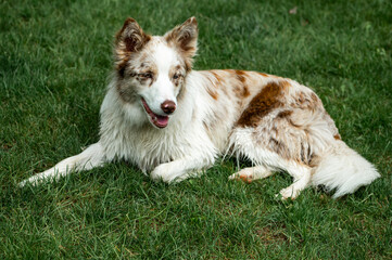 Beautiful border Collie on the grass