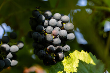 Close-up blue grapes. Sun shines on the grapes. Green leaves in the background.