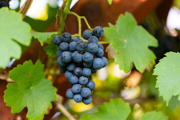 Blue wine grapes. Close-up hanging blue grapes, surrounded by green leaves. 