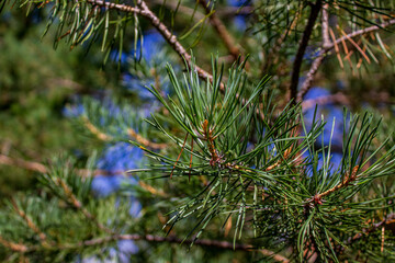 Pine tree fir needles close-up	
