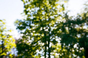 Abstract nature background. Green bokeh texture. Beautiful blurred summer trees in park