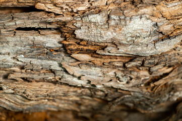 Detail of wood scrupt structure