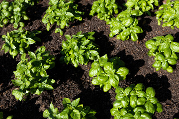 Fresh organic basilic leaves in the garden. Fresh herbs for cooking. Botanical name is Ocimum basilicum