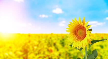 Sunflower on sunny nature background. Agriculture summer with sunflowers field. Organic food...