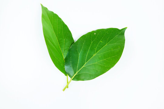 Avocado leaf or avocado plant isolated on a white background. Avocado leaves have many benefits and health benefits