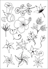 Set of vector vegetal decorative elements, contours of tropical flowers in black and white, different flowers blossom.