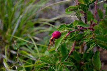 Fototapeta premium Wild berries on the forest floor