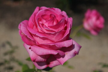 The colorful colors of cosmos and roses, the representative flowers of autumn