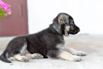 german shepherd puppy