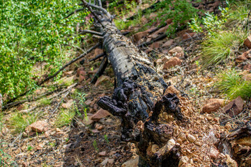 Burnt tree in woodland after dangerous forest fire