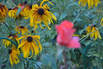 Rudbeckia. Golden chamomile.

