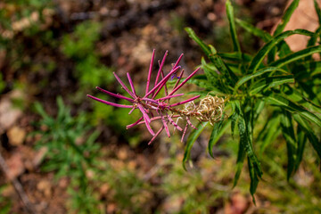 Chamaenerion is a genus of flowering plants in the family Onagraceae also called fireweed, rosebay willowherb. Ivan-tea