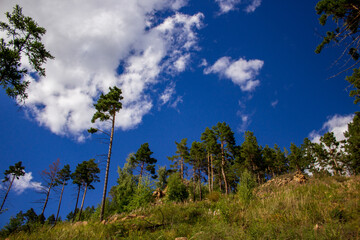 Fototapeta na wymiar Pine trees on mountain peak in summer