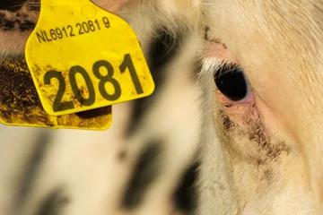 Fotobehang Ear tag of cow    Oormerk van koe © Holland-PhotostockNL