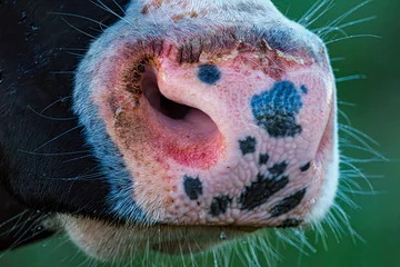 Foto op Canvas cow snout    Koeiensnuit © Holland-PhotostockNL