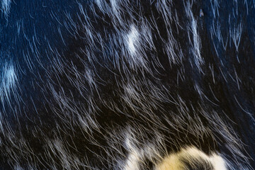 Cowhide || Koeienhuid