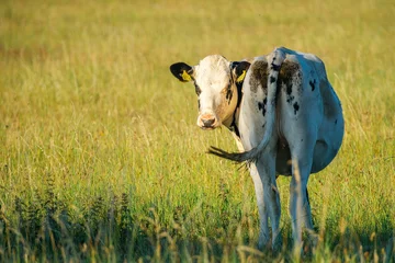 Foto op Plexiglas Cow in the meadow    Koe in de wei © Holland-PhotostockNL