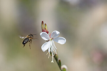 Abeille en vol