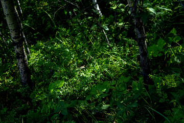Dense mixed woodland birch and pine trees in summer