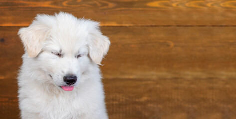 Puppy white swiss shepherd funny screwed up his tongue on a wooden background. Stretched panoramic image for banner