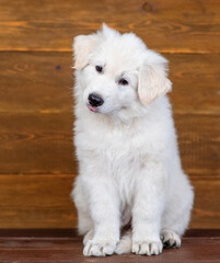 White swiss shepherd puppy sitting on dark wooden background with tongue hanging out