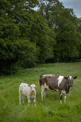 Fototapeta na wymiar Calf and Cow in meadow. Wales, england, UK, united kingdom. 
