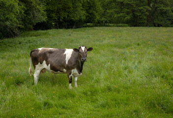 Cows in meadow. Wales, england, UK, united kingdom. 