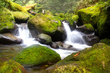 Mossy Forest and Rock formation with running water in the river