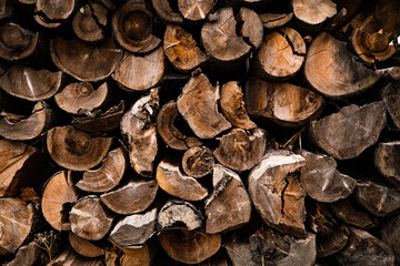 stack of wood in the forest