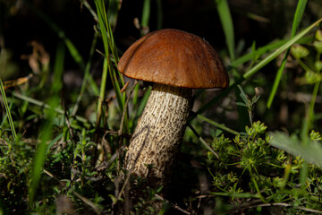 Leccinum scabrum, commonly known as the rough-stemmed bolete, scaber stalk, and birch bolete, is an edible mushroom in the family Boletaceae