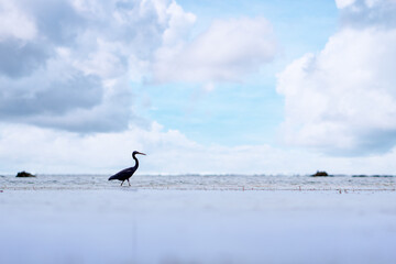 Tropical ecosystem. Wild bird in low tide sea beach.