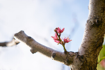Spring blooming and blossoming flower branch against blue sky.