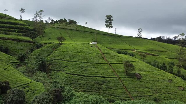 Krajobraz g&oacute;rski, zielone piękne wzg&oacute;rza widok z g&oacute;ry z drogami przez doliny z polami herbaty.
