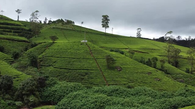 Krajobraz g&oacute;rski, zielone piękne wzg&oacute;rza widok z g&oacute;ry z drogami przez doliny z polami herbaty.