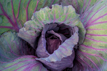 Green purple cabbages leaves full frame