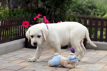 a yellow labrador puppy in summer close up