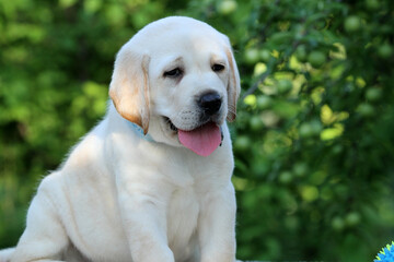 lovely sweet nice yellow labrador puppy in summer close up
