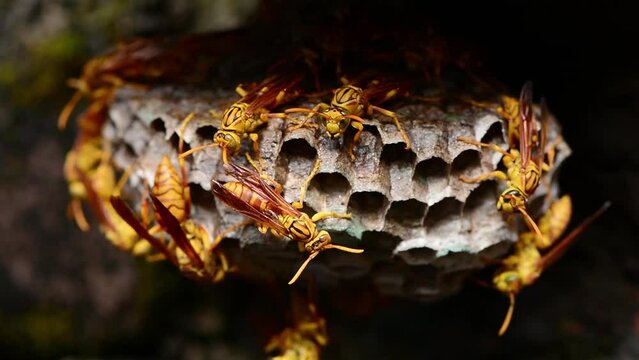 Nest of hornets, they are entering the holes in the nest and walking all over it.