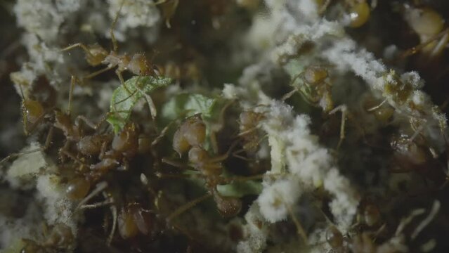 Leaf cutter ants slicing leaves inside nest to feed fungae