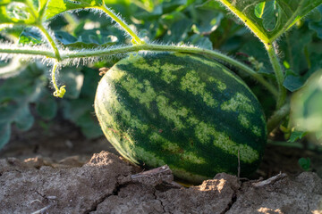 Watermelon grows on a green watermelon plantation in summer. Agricultural watermelon field.
